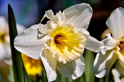 Close-up of white daffodil