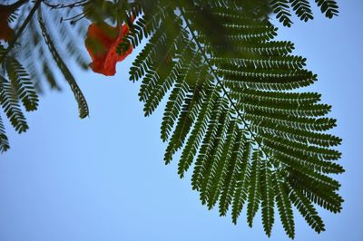 Low angle view of pine tree leaves