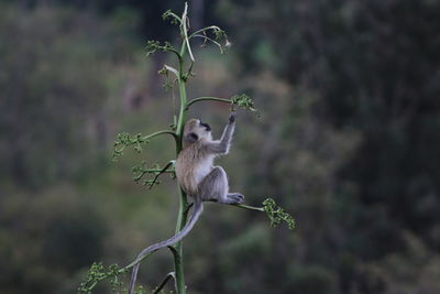 Monkey hanging from plant in forest