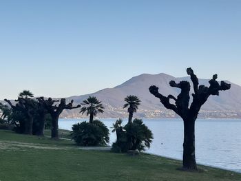 Scenic view of palm trees on landscape against clear sky