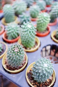 High angle view of succulent plant on table