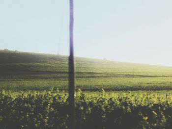 Scenic view of agricultural field against clear sky