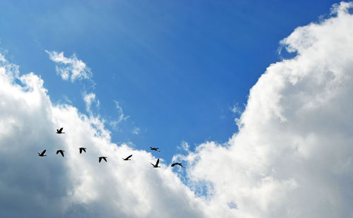 Low angle view of birds flying in sky