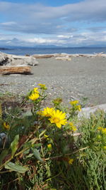 Close-up of white flowers blooming on beach