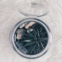 Indoor plant in glass jar 