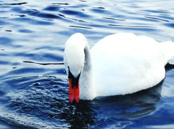 Swan floating on lake