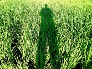 Crops growing on field