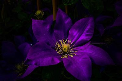 Close-up of purple water lily