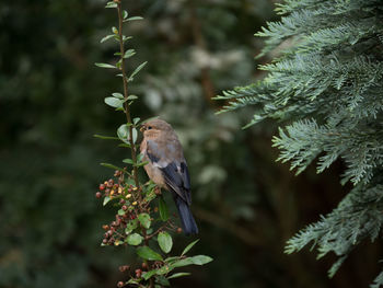 Close-up of bird perching on tree