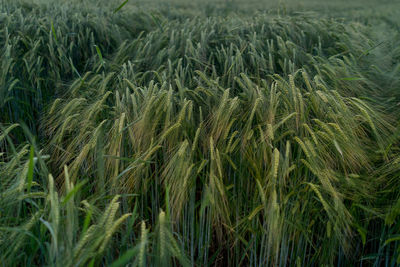 Close-up of wheat field