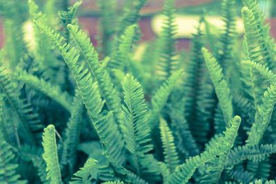 Close-up of fern leaves