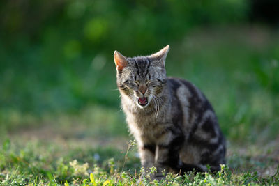 Cat looking away on field