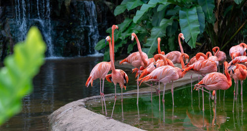 Pink drinking water in lake at zoo