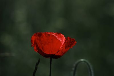 Close-up of red poppy flower