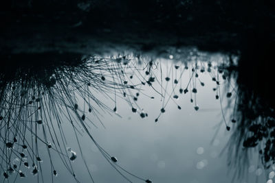 An abstract, monochrome cotton-grass reflection in a surface of swamp pond in blue tones. 