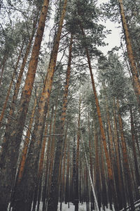 Low angle view of bamboo trees in forest