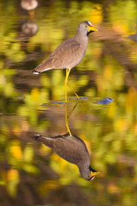 Reflection of an african wattle lapwing