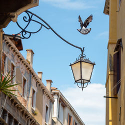 Low angle view of bird flying in city