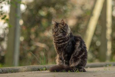 Cat looking away outdoors