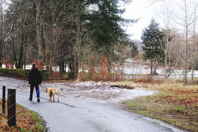 Dog walking on road along bare trees