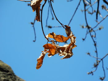 Low angle view of tree against sky