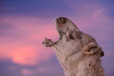 Close-up of camel yawning against sky during sunset