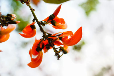 Close-up of red flowers on plant
