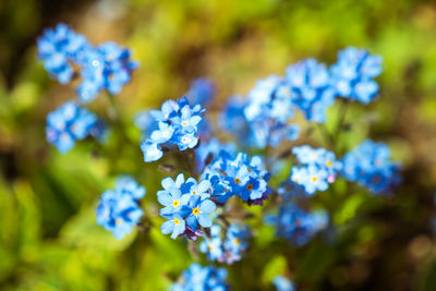 Close-up of purple flowers