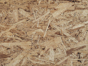 High angle view of dried plant on field