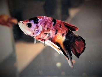 Close-up of fish in hand