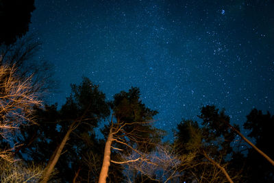 Low angle view of trees against constellation at night