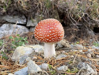 Close-up of fly agaric mushroom on field