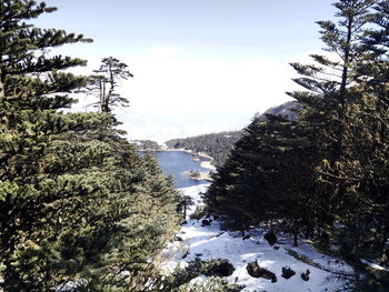 Scenic view of trees against sky during winter
