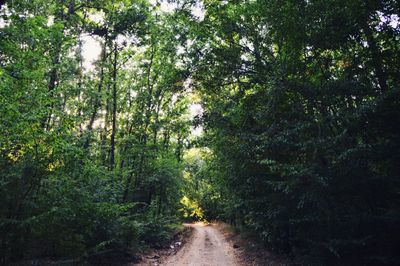 Road amidst trees in forest
