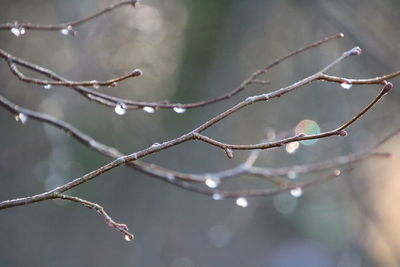 Close-up of wet plant during rainy season