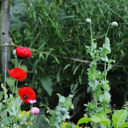 Close-up of red flowers