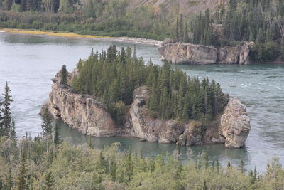 Scenic view of river in forest