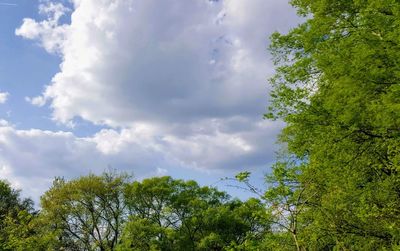 Low angle view of trees against sky