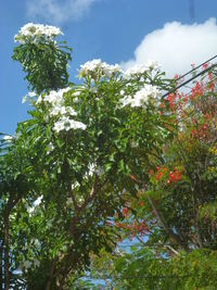 Low angle view of trees against blue sky