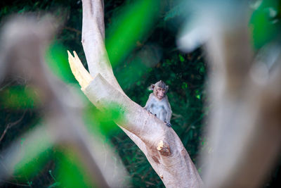 Close-up of lizard on tree