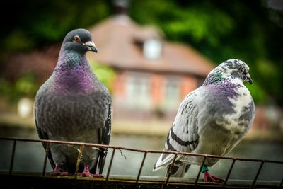 Close-up of pigeon perching on railing