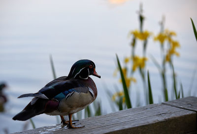 Close-up of bird perching on wood against lake