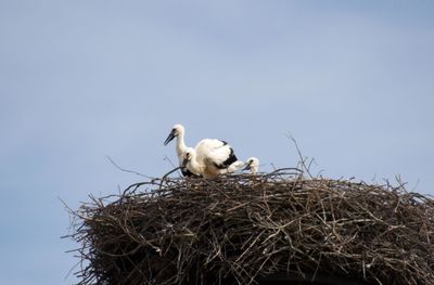 Low angle view of bird perching on plant against sky