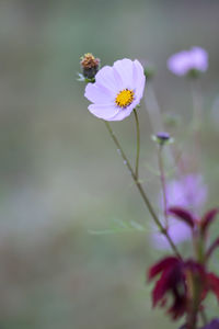 Close-up of white daisy flowers