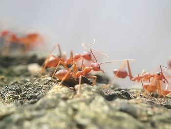 ant