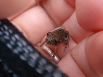 Close-up of hand holding small baby