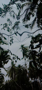 Low angle view of tree branches over lake