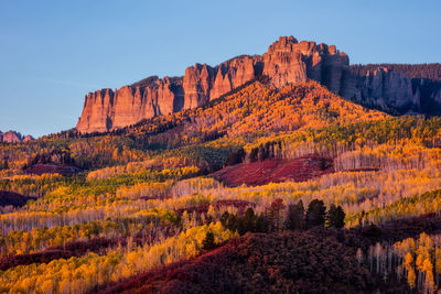 Alpenglow illuminates a grove of aspen trees with vibrant fall colors near owl creek pass, colorado.