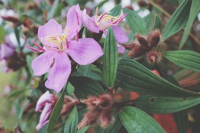 Close-up of pink flowers blooming outdoors