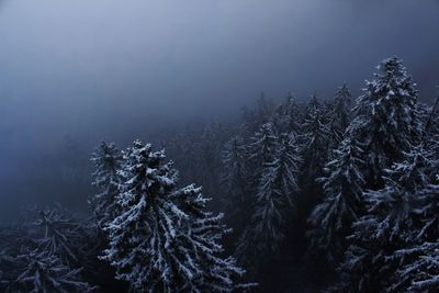 Pine trees in forest during winter against sky